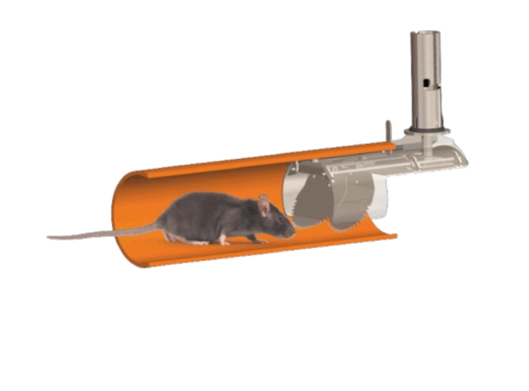 Rattensperre mit Ratte